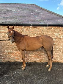 16.1hh 8yr OTTB geding